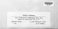 Coleosporium tussilaginis image